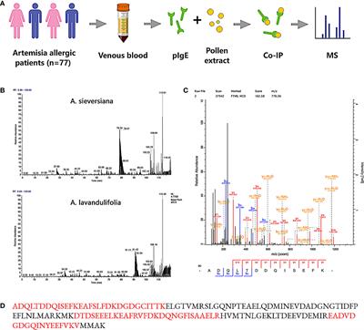 An allergenic plant calmodulin from Artemisia pollen primes human DCs leads to Th2 polarization